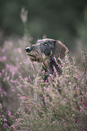 Dachshund in the summer