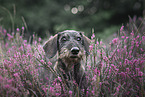 Dachshund in the summer