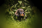 Dachshund Puppy