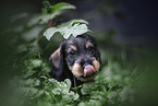 Dachshund Puppy