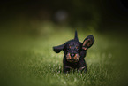 Dachshund Puppy