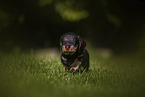 Dachshund Puppy