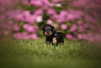Dachshund Puppy