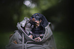 Dachshund Puppy