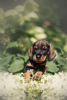 Dachshund Puppy