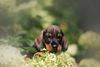 Dachshund Puppy