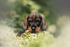 Dachshund Puppy