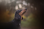 Dachshund in autumn