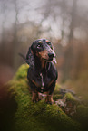 Dachshund in autumn