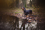 Dachshund in autumn