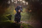 Dachshund in autumn