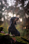 Dachshund in autumn