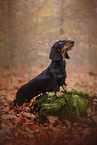 Dachshund in autumn