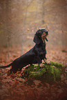 Dachshund in autumn