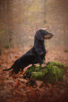 Dachshund in autumn
