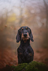 Dachshund in autumn