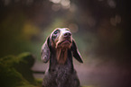 Dachshund in autumn