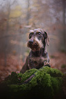 Dachshund in autumn