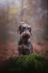 Dachshund in autumn