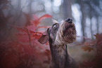Dachshund in autumn