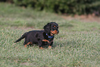 longhaired Dachshund Puppy