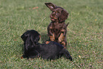 longhaired Dachshund puppies