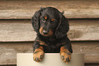 longhaired Dachshund Puppy