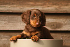 longhaired Dachshund Puppy