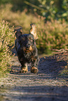 wirehaired Dachshund