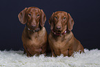 2 shorthaired Dachshunds