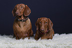 2 shorthaired Dachshunds
