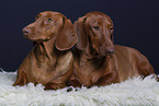 2 shorthaired Dachshunds
