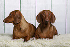 2 shorthaired Dachshunds