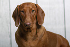 shorthaired Dachshund