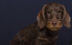 young Dachshund