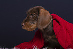 young Dachshund