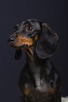 shorthaired Dachshund