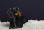shorthaired Dachshund