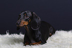 shorthaired Dachshund