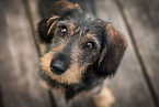 wirehaired Dachshund