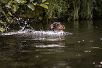 wirehaired Dachshund