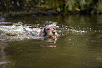 wirehaired Dachshund