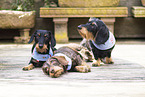 wirehaired Dachshunds