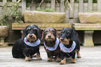 wirehaired Dachshunds