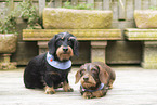 wirehaired Dachshunds