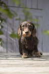 wirehaired Dachshund