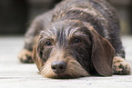 wirehaired Dachshund