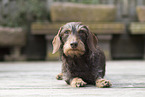 wirehaired Dachshund