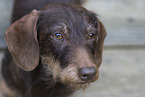 wirehaired Dachshund
