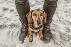 sitting dachshund